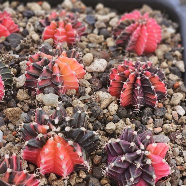 Gymnocalycium mihanovichii / bunte Körper